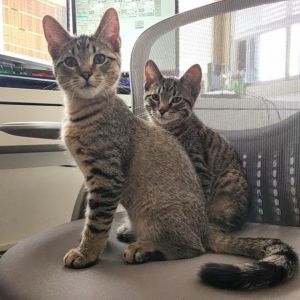 Bert & Ernie (Bonded Pair)