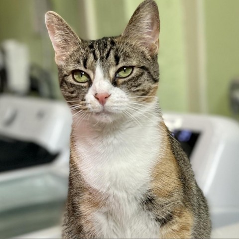 Roxie, an adoptable Domestic Short Hair in Mount Juliet, TN, 37122 | Photo Image 1