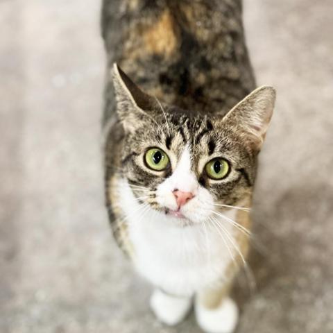 Roxie, an adoptable Domestic Short Hair in Mount Juliet, TN, 37122 | Photo Image 2