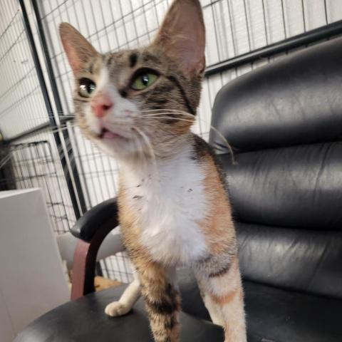Roxie, an adoptable Domestic Short Hair in Mount Juliet, TN, 37122 | Photo Image 3