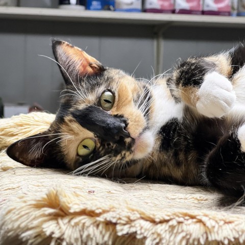 Julia, an adoptable Domestic Short Hair in Mount Juliet, TN, 37122 | Photo Image 1