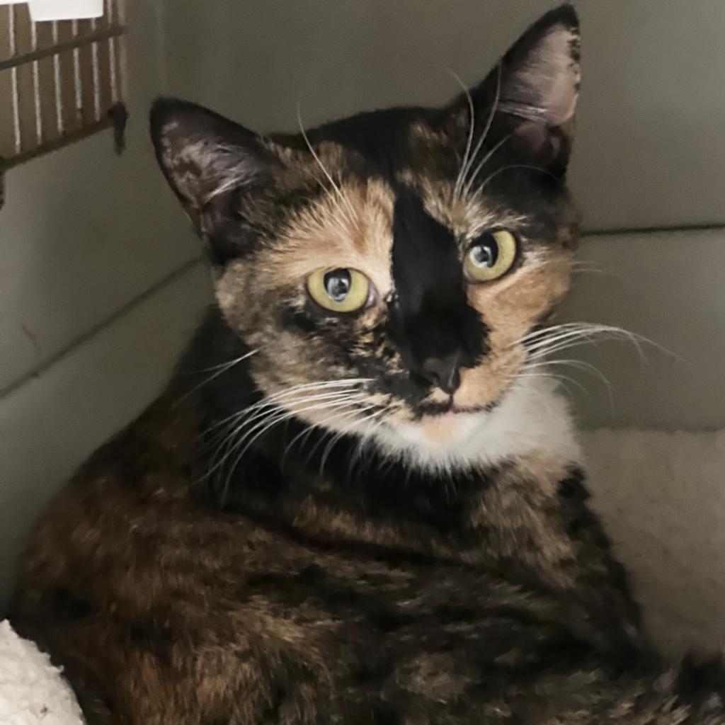 Julia, an adoptable Domestic Short Hair in Mount Juliet, TN, 37122 | Photo Image 2