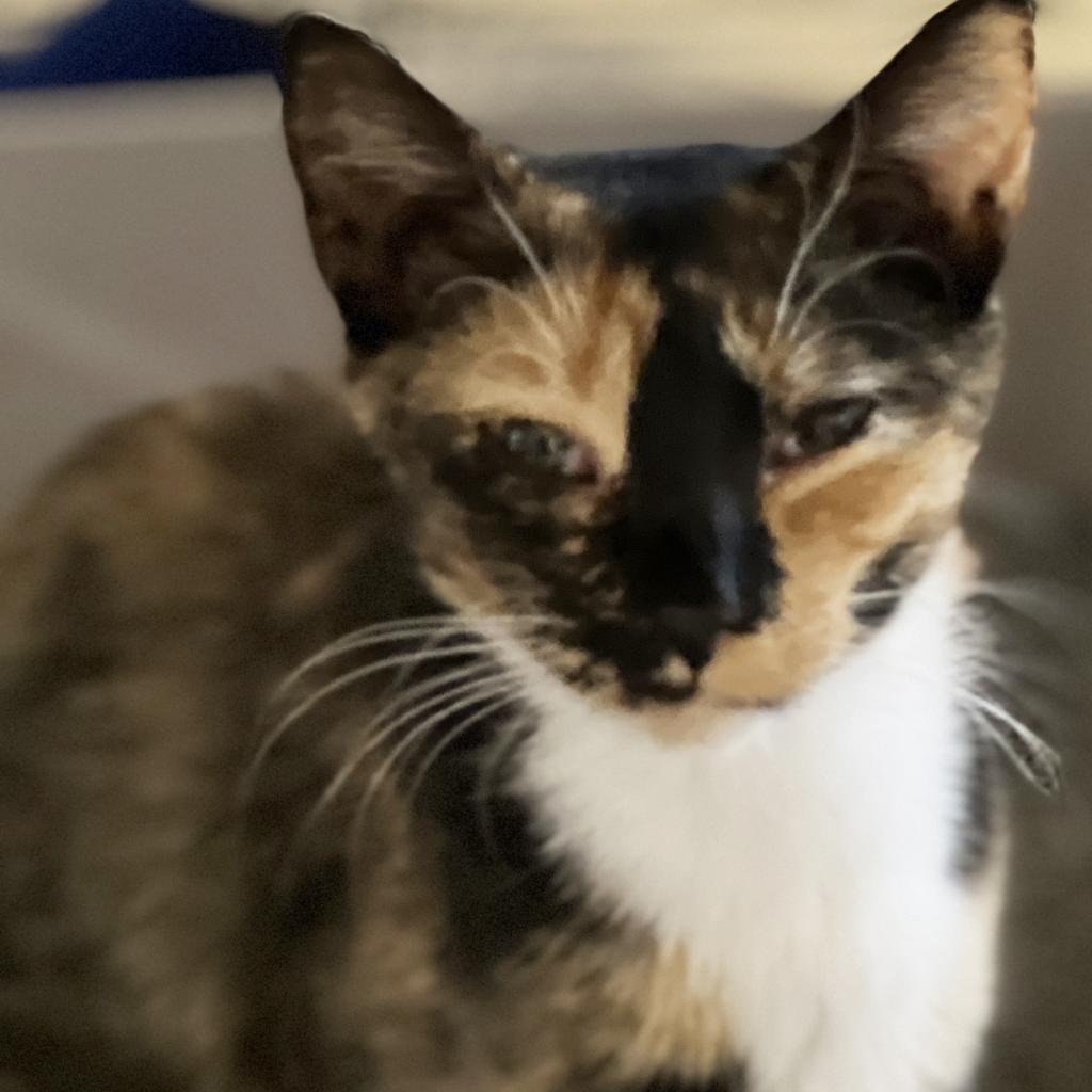 Julia, an adoptable Domestic Short Hair in Mount Juliet, TN, 37122 | Photo Image 3