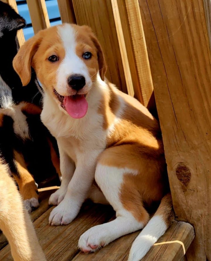 Pasadena ( ADOPTED!), an adopted Australian Shepherd & Hound Mix in Chicago, IL_image-4