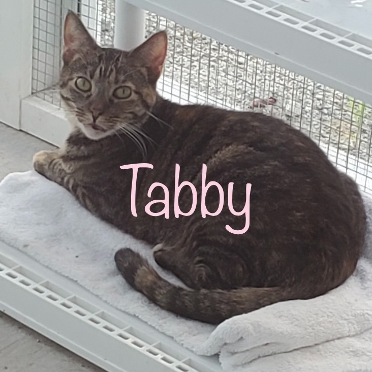 TABBY, an adoptable Domestic Short Hair in New Bern, NC, 28563 | Photo Image 1