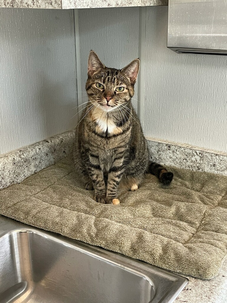 TABBY, an adoptable Domestic Short Hair in New Bern, NC, 28563 | Photo Image 1