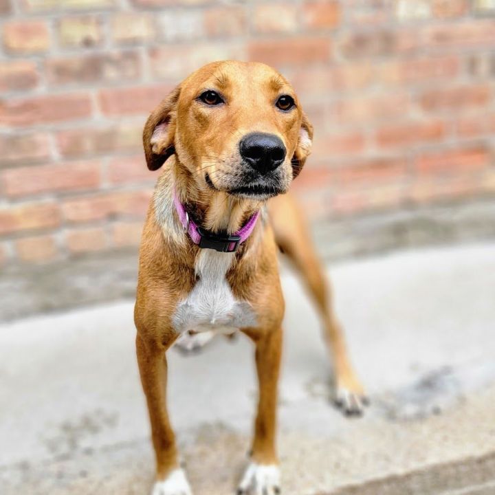 Princess (ADOPTED!), an adopted Hound & Shepherd Mix in Chicago, IL_image-2