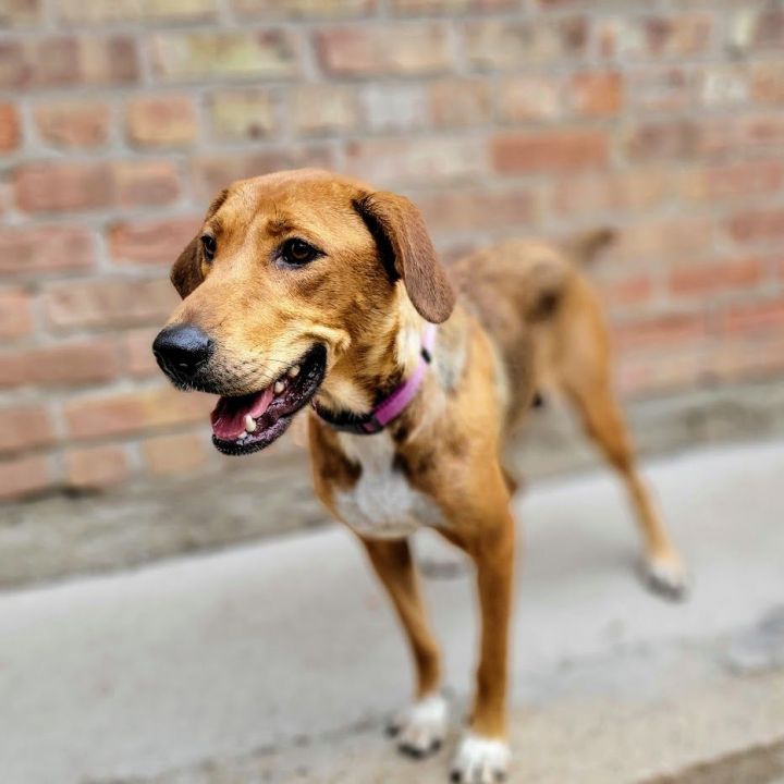 Princess (ADOPTED!), an adopted Hound & Shepherd Mix in Chicago, IL_image-3