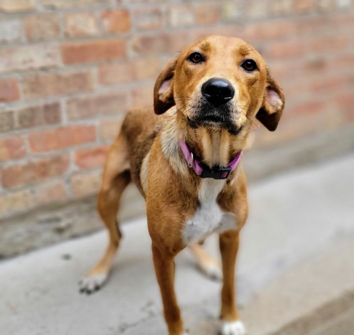 Princess (ADOPTED!), an adopted Hound & Shepherd Mix in Chicago, IL_image-6
