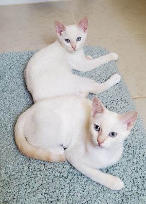 Peach and Coral (Bonded Pair)