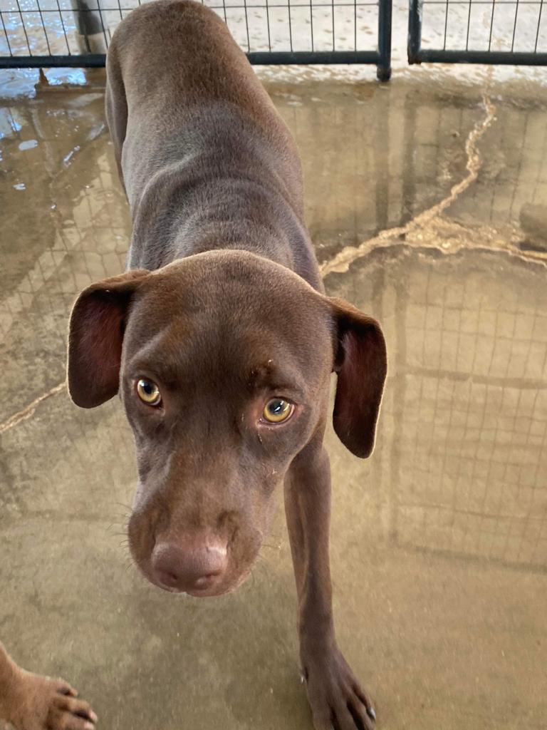 Kaia, an adoptable Catahoula Leopard Dog, Pit Bull Terrier in Big Spring, TX, 79720 | Photo Image 1