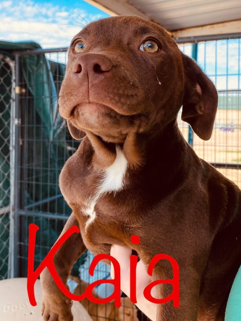 Kaia, an adoptable Catahoula Leopard Dog, Pit Bull Terrier in Big Spring, TX, 79720 | Photo Image 2