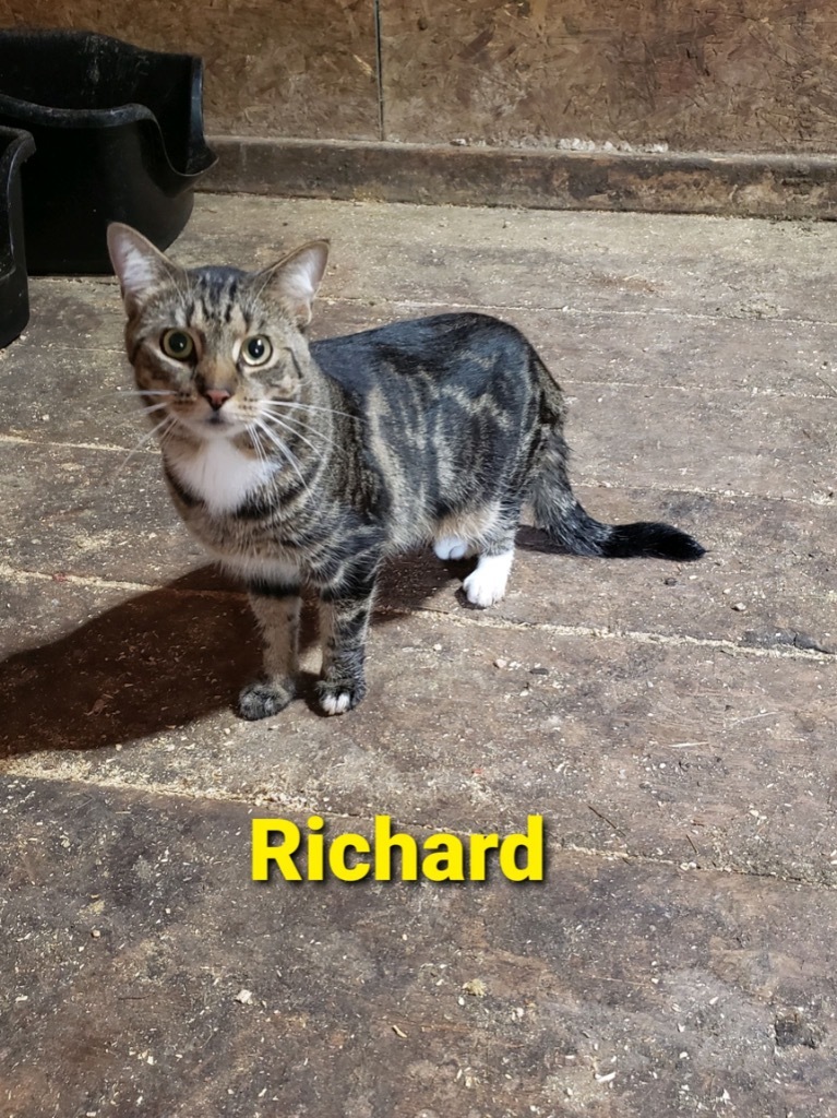 Richard, an adoptable Domestic Long Hair in Plattsburgh, NY, 12901 | Photo Image 1