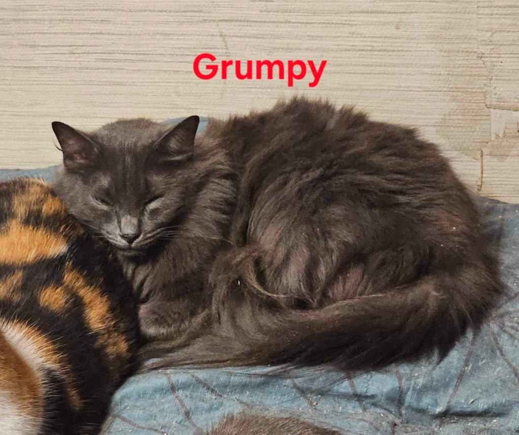 Grumpy, an adoptable Domestic Long Hair in Plattsburgh, NY, 12901 | Photo Image 1