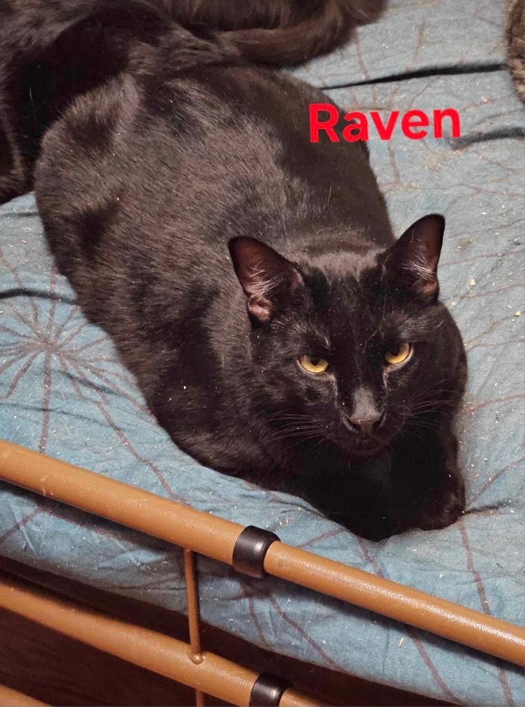 Raven, an adoptable Domestic Long Hair in Plattsburgh, NY, 12901 | Photo Image 1