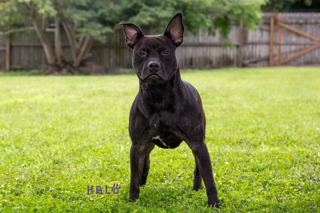 Zazu, an adoptable Pit Bull Terrier in Sebastian, FL, 32958 | Photo Image 2