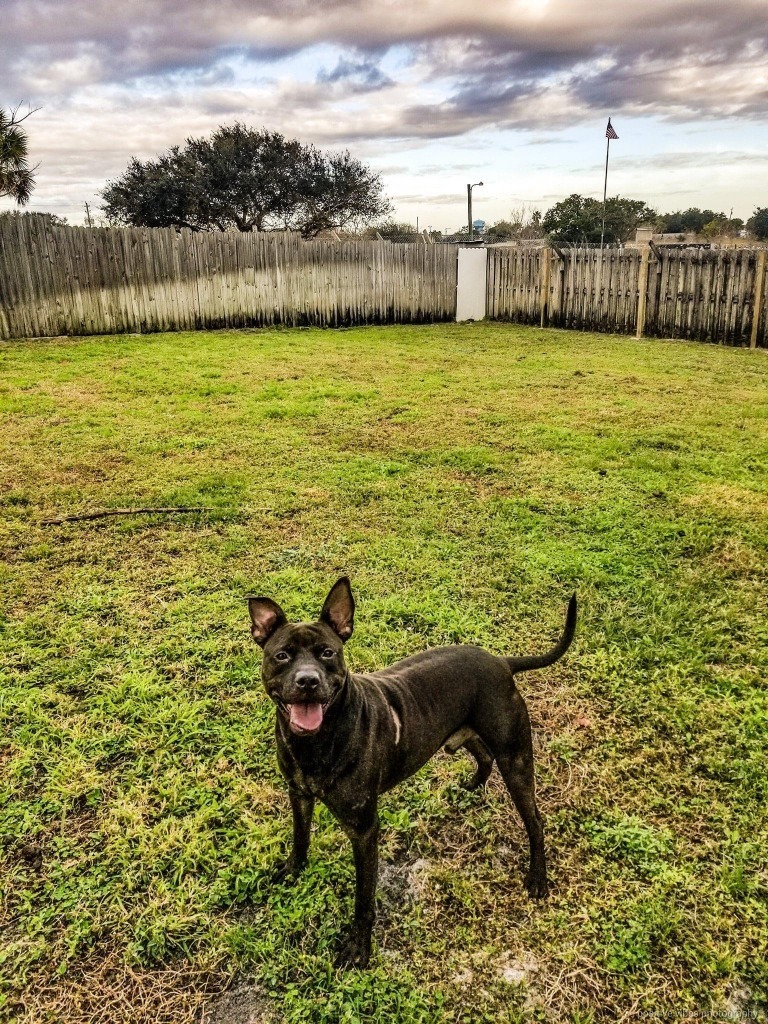 Zazu, an adoptable Pit Bull Terrier in Sebastian, FL, 32958 | Photo Image 3