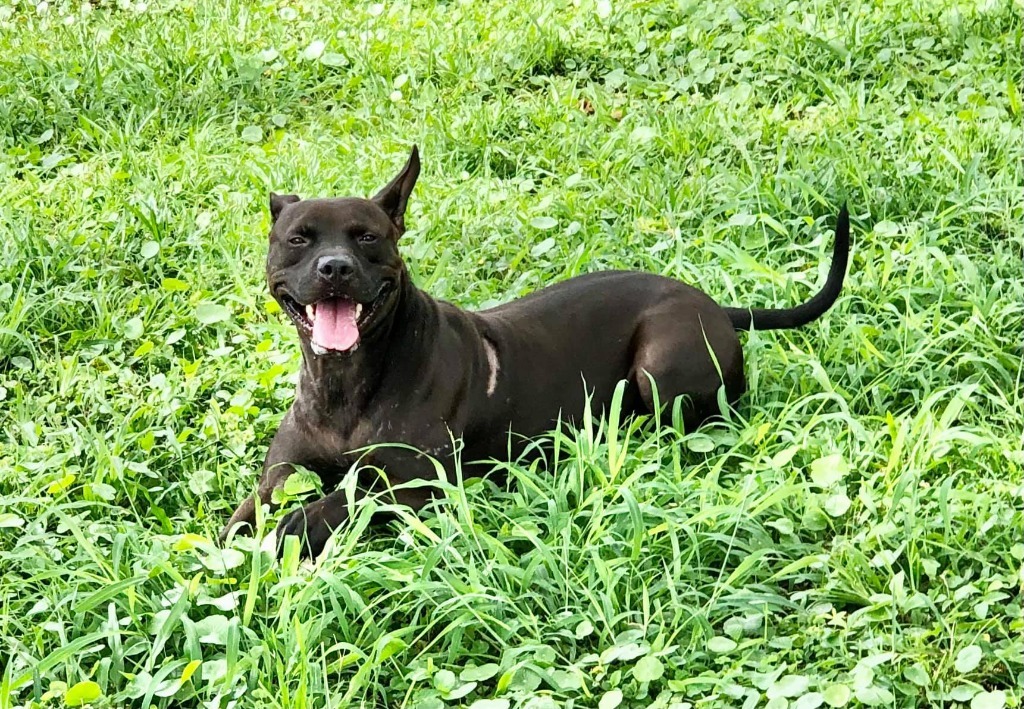 Zazu, an adoptable Pit Bull Terrier in Sebastian, FL, 32958 | Photo Image 4