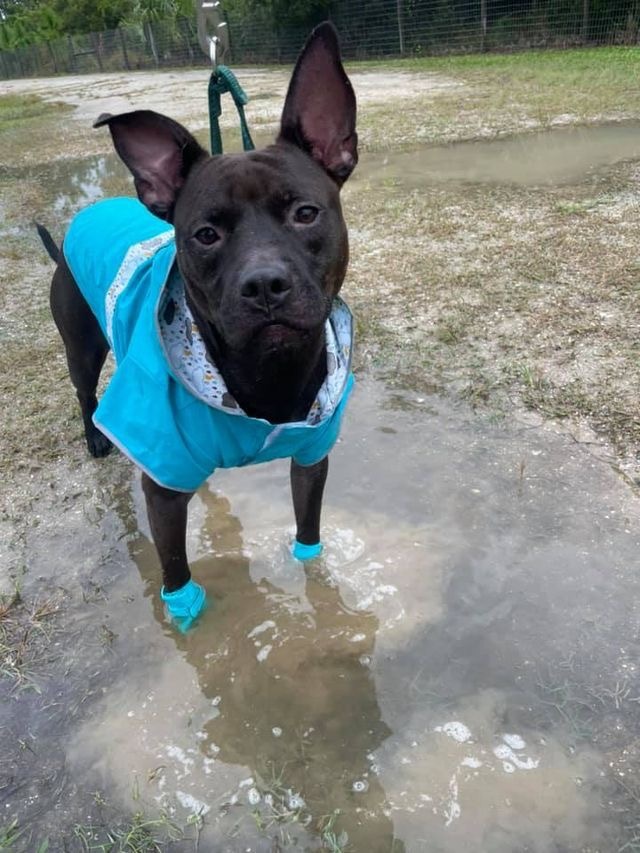 Zazu, an adoptable Pit Bull Terrier in Sebastian, FL, 32958 | Photo Image 5