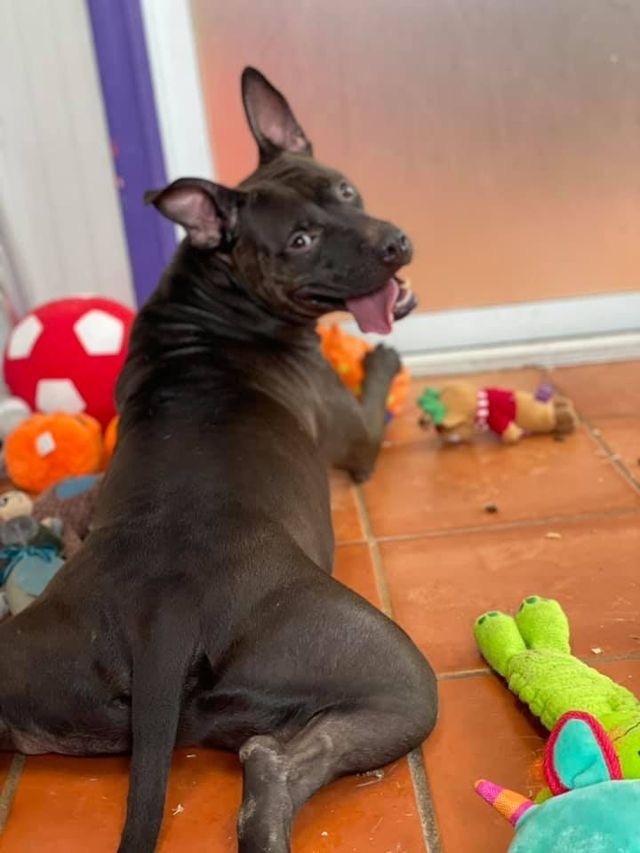 Zazu, an adoptable Pit Bull Terrier in Sebastian, FL, 32958 | Photo Image 6