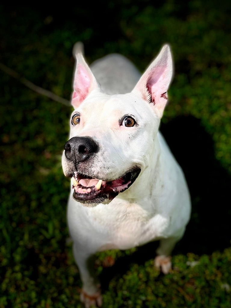 Russel, an adoptable American Bulldog, Mixed Breed in Sebastian, FL, 32958 | Photo Image 2