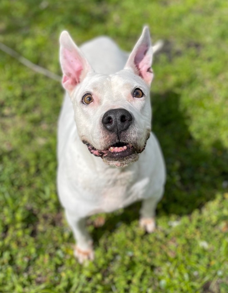 Russel, an adoptable American Bulldog, Mixed Breed in Sebastian, FL, 32958 | Photo Image 3