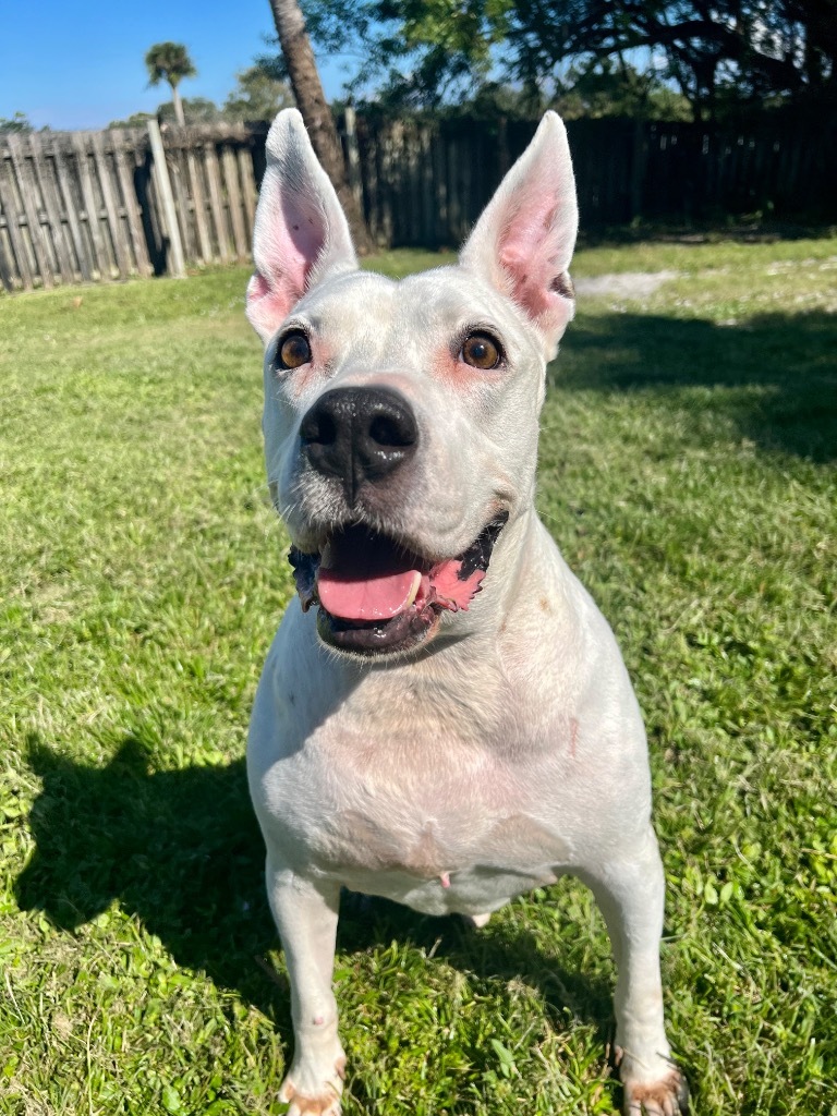 Russel, an adoptable American Bulldog, Mixed Breed in Sebastian, FL, 32958 | Photo Image 4