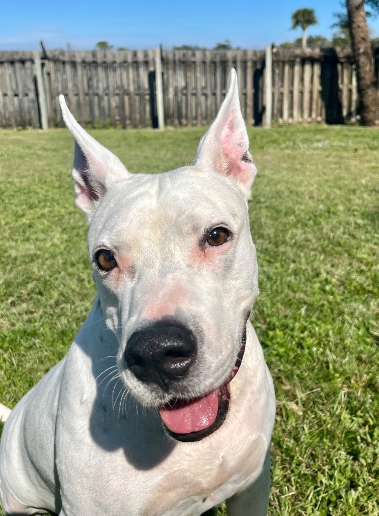 Russel, an adoptable American Bulldog, Mixed Breed in Sebastian, FL, 32958 | Photo Image 5