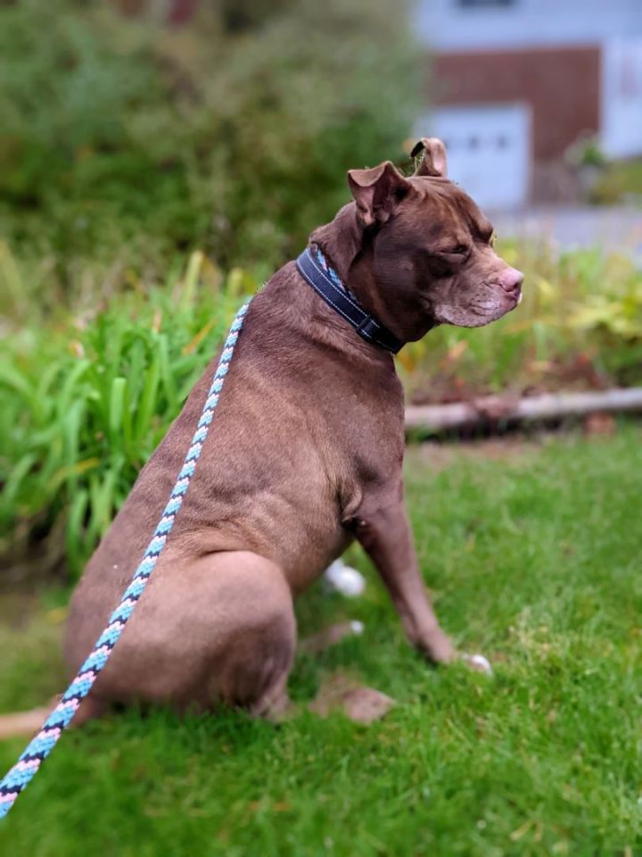 Gypsy, an adoptable American Bulldog & American Staffordshire Terrier Mix in Williston, VT_image-1