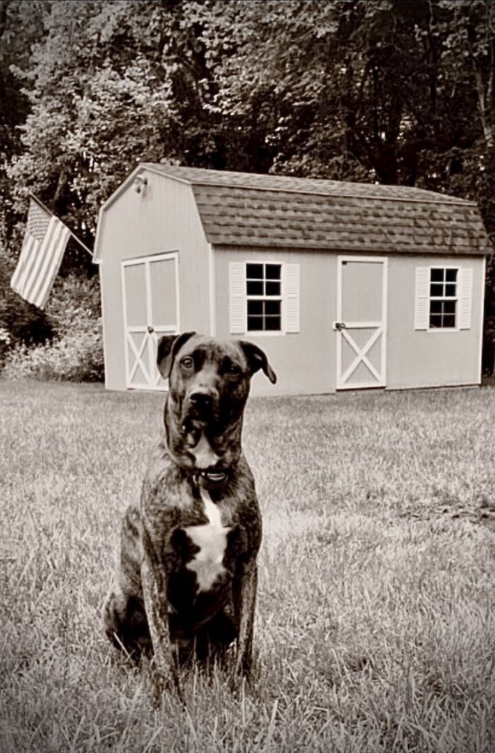 Storm, an adoptable Plott Hound & Terrier Mix in Unionville, CT_image-1