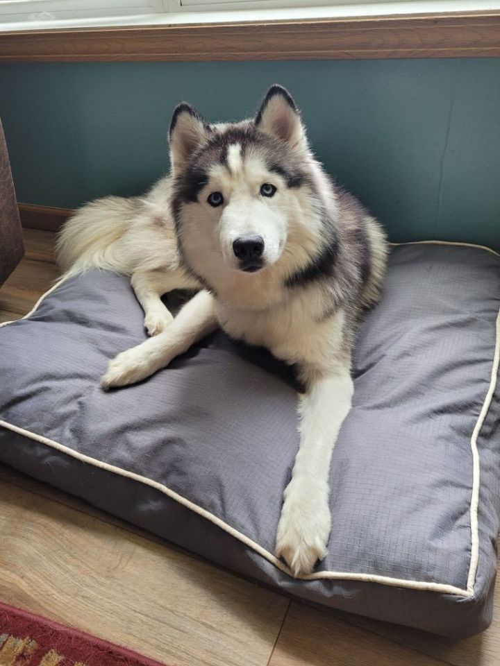 Bella, an adoptable Husky in Kentwood, MI_image-1