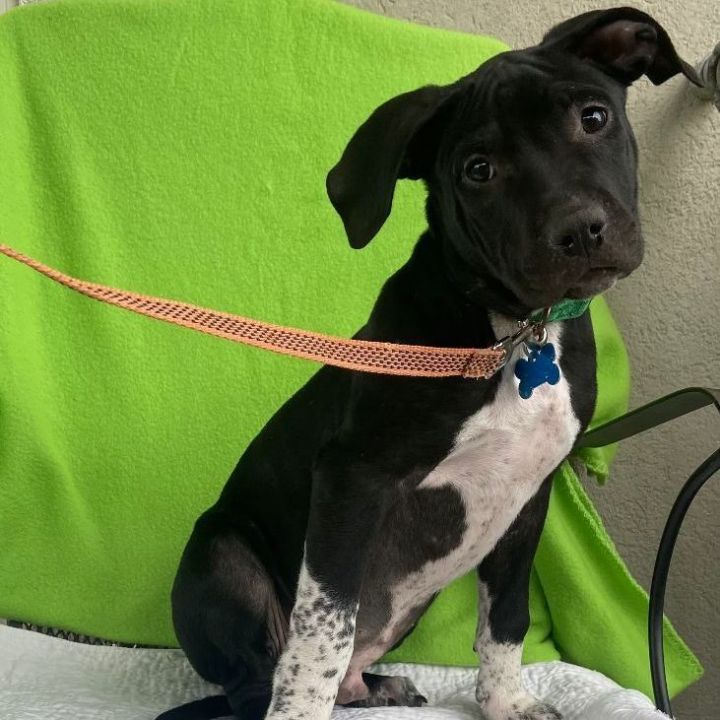 Salvador, an adoptable Labrador Retriever Mix in Carencro, LA_image-1