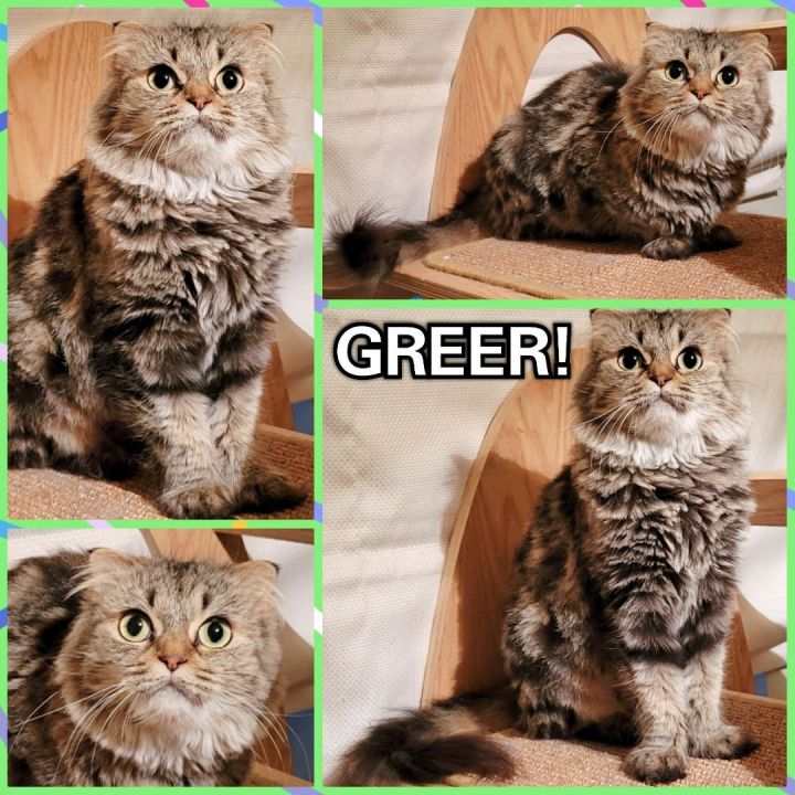 Greer, an adoptable Scottish Fold in Converse, TX_image-5