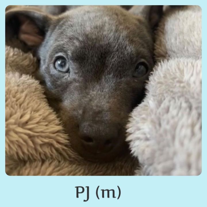 PJ, an adoptable Labrador Retriever & American Staffordshire Terrier Mix in Williston, VT_image-4