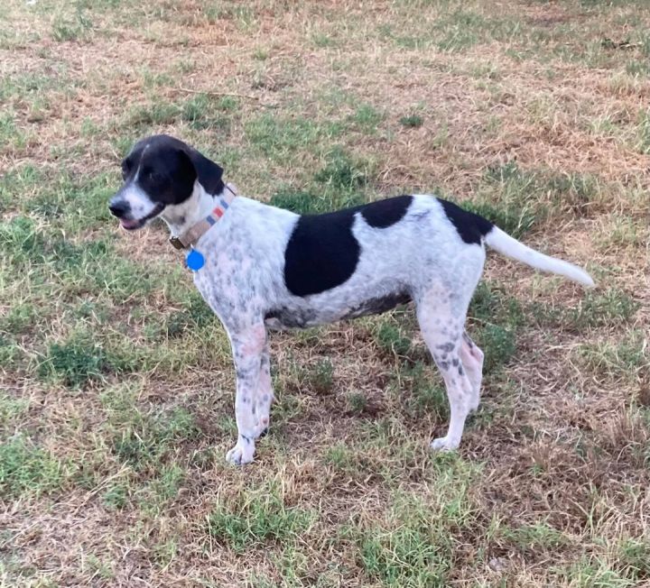 Scout, an adoptable Pointer & Collie Mix in Manville, NJ_image-3