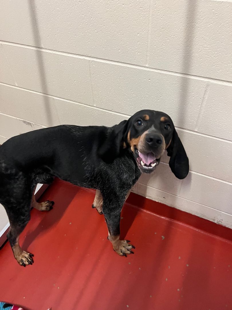 Luther, an adoptable Hound in Mason City, IA, 50401 | Photo Image 2