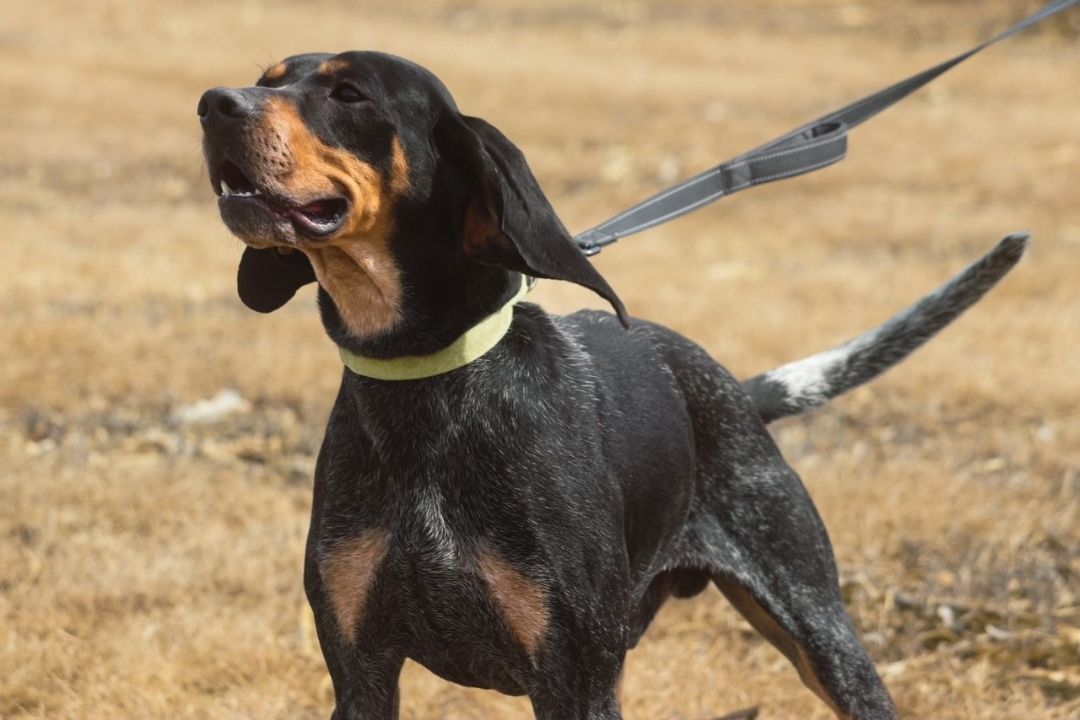 Luther, an adoptable Hound in Mason City, IA, 50401 | Photo Image 1