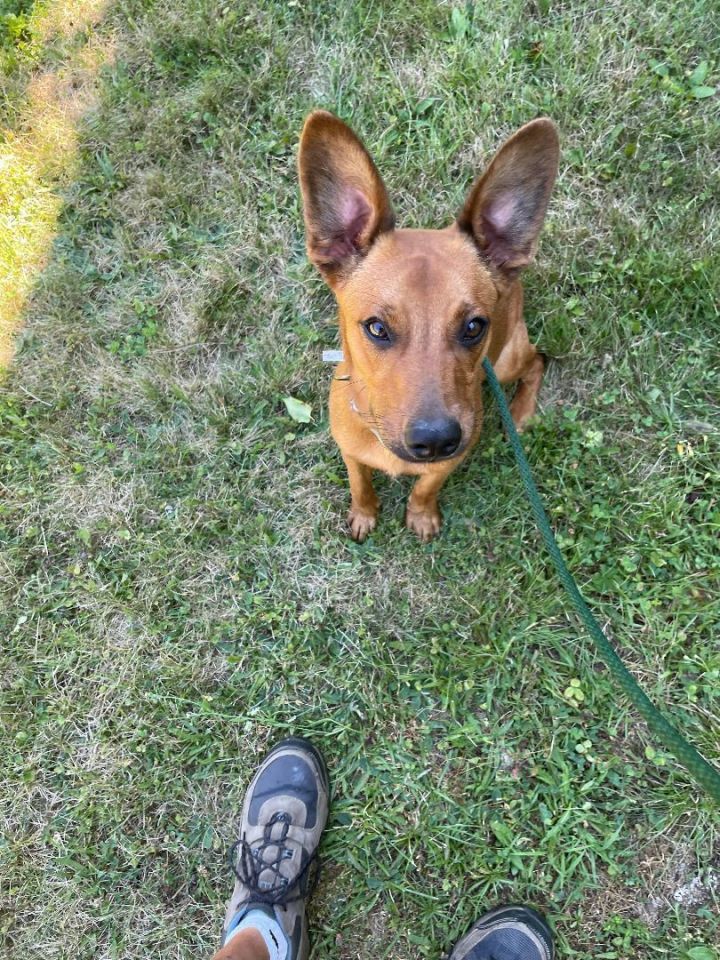 Lucas, an adoptable Feist Mix in Brunswick, ME_image-3