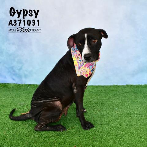 GYPSY