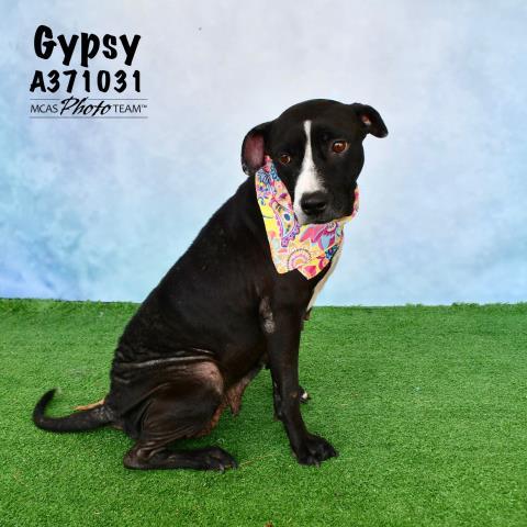 GYPSY 1