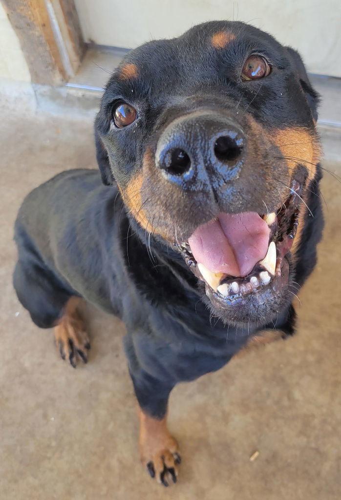 Sweetie, an adoptable Rottweiler in San Antonio, TX, 78251 | Photo Image 1