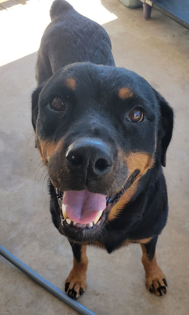 Sweetie, an adoptable Rottweiler in San Antonio, TX, 78251 | Photo Image 2