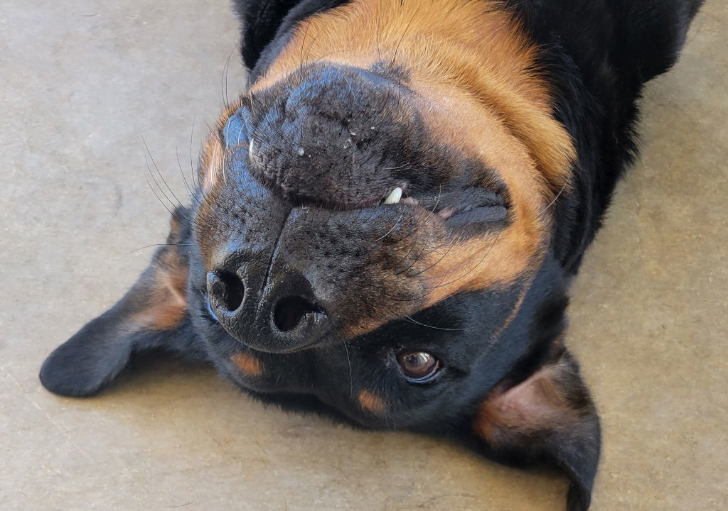 Sweetie, an adoptable Rottweiler in San Antonio, TX, 78251 | Photo Image 3