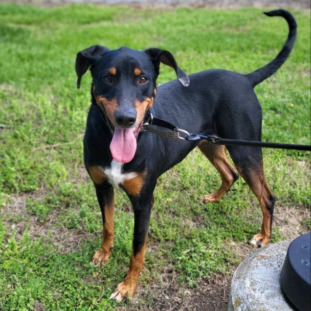 Dog for adoption - Egypt , a Doberman Pinscher & Labrador Retriever Mix