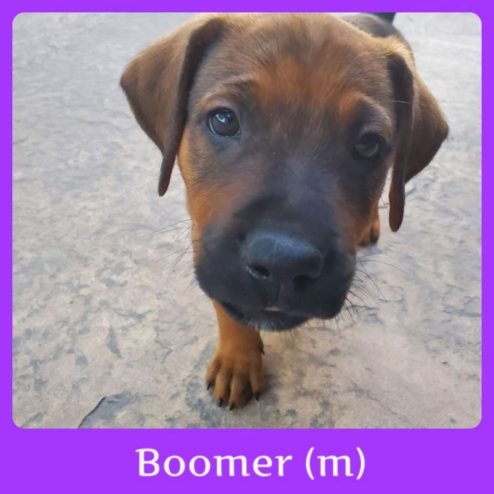 Boomer 1