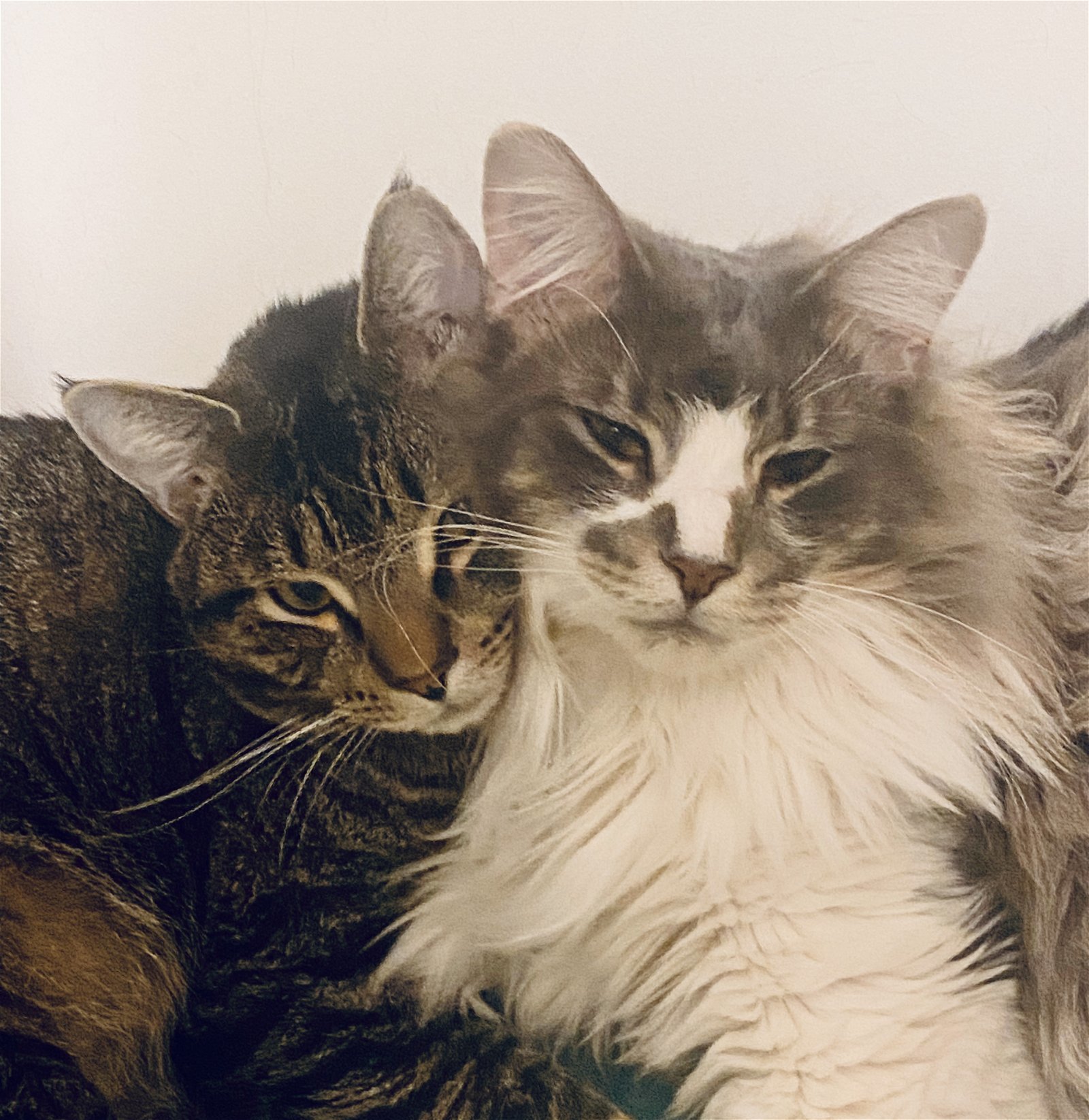 Prince and Perry - Best Friends, an adoptable Maine Coon, Tabby in Acworth, GA, 30101 | Photo Image 1