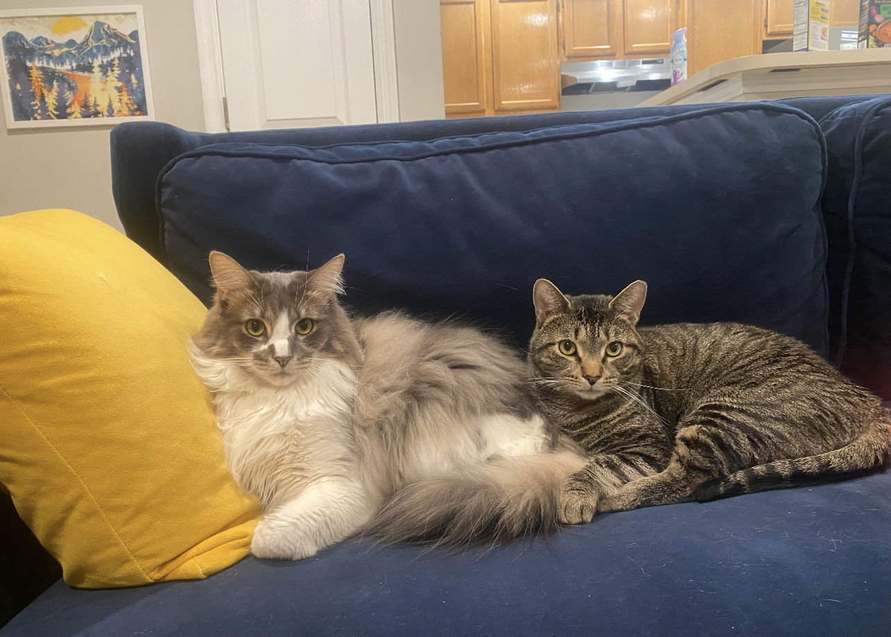 Prince and Perry - Best Friends, an adoptable Maine Coon, Tabby in Acworth, GA, 30101 | Photo Image 1