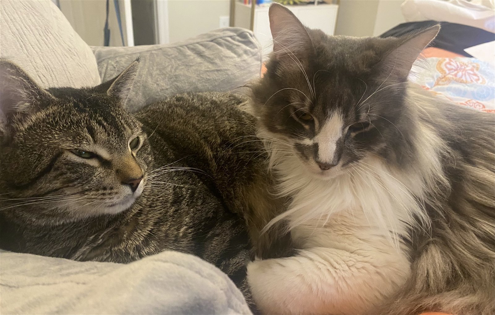 Prince and Perry - Best Friends, an adoptable Maine Coon, Tabby in Acworth, GA, 30101 | Photo Image 2