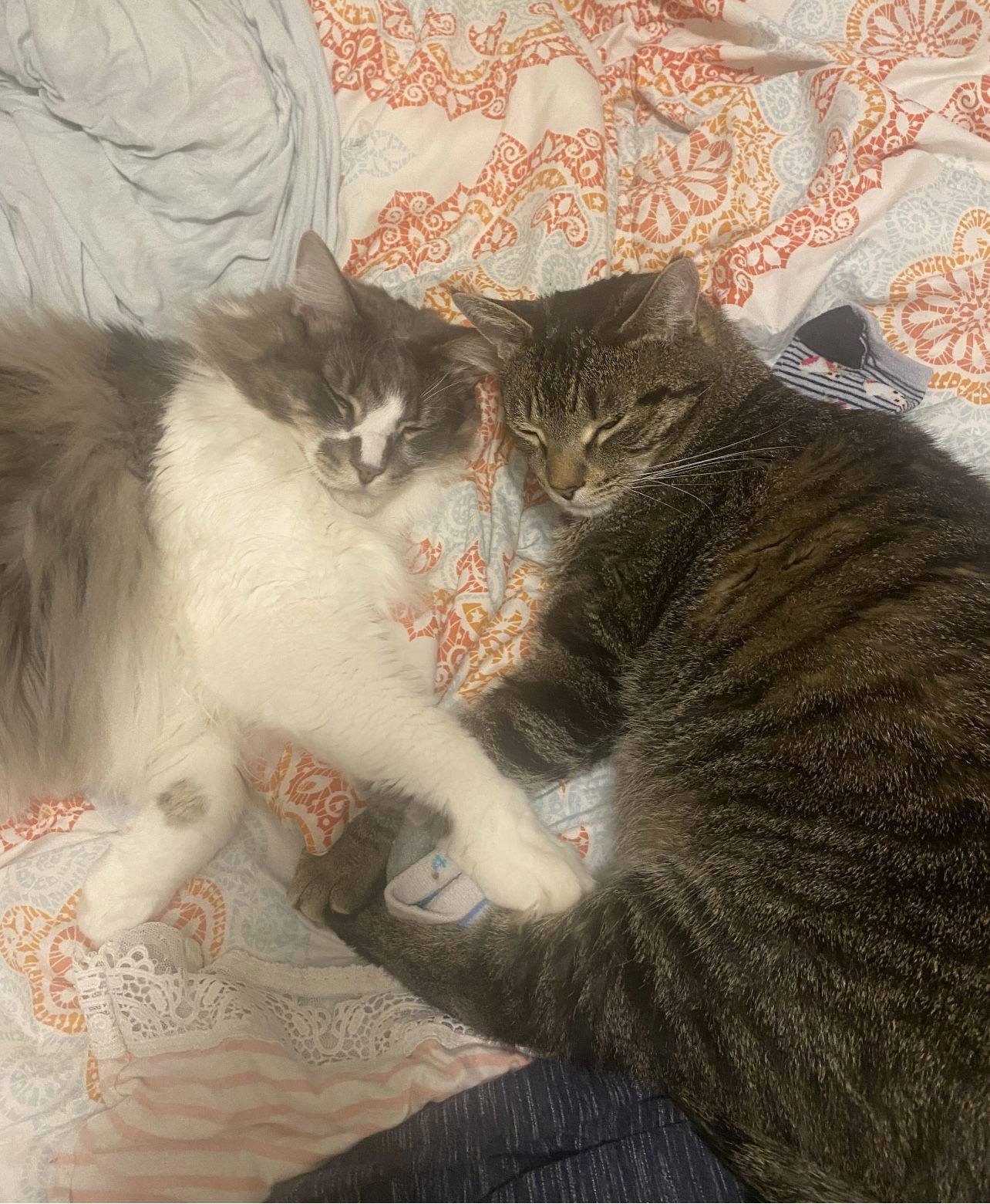 Prince and Perry - Best Friends, an adoptable Maine Coon, Tabby in Acworth, GA, 30101 | Photo Image 2