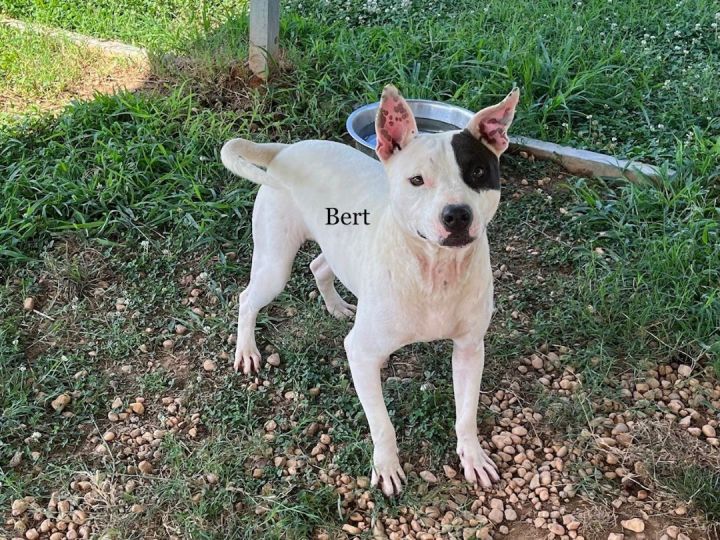 dog-for-adoption-bert-a-dalmatian-border-collie-mix-in-newberry